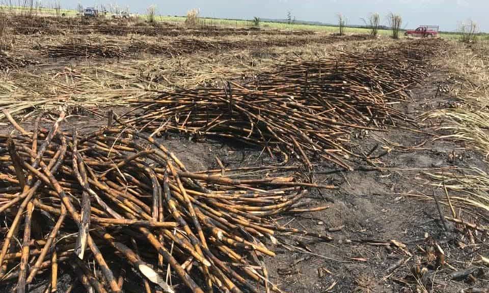Plagas afectan cosecha de cañeros en último bienio