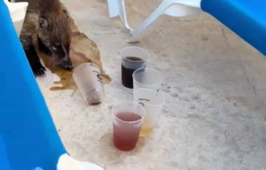 Coatí sorprende al beber cóctel en hotel de Cancún