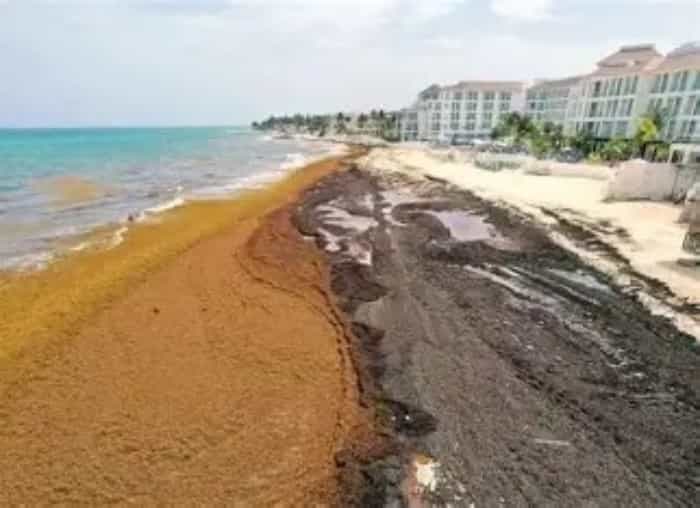Turismo mejorará tras baja en sargazo, afirma tesorero