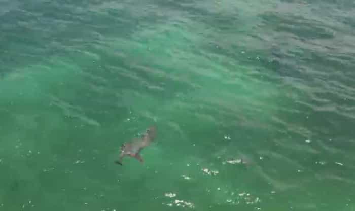 Asombroso avistamiento de delfines en Playa del Carmen
