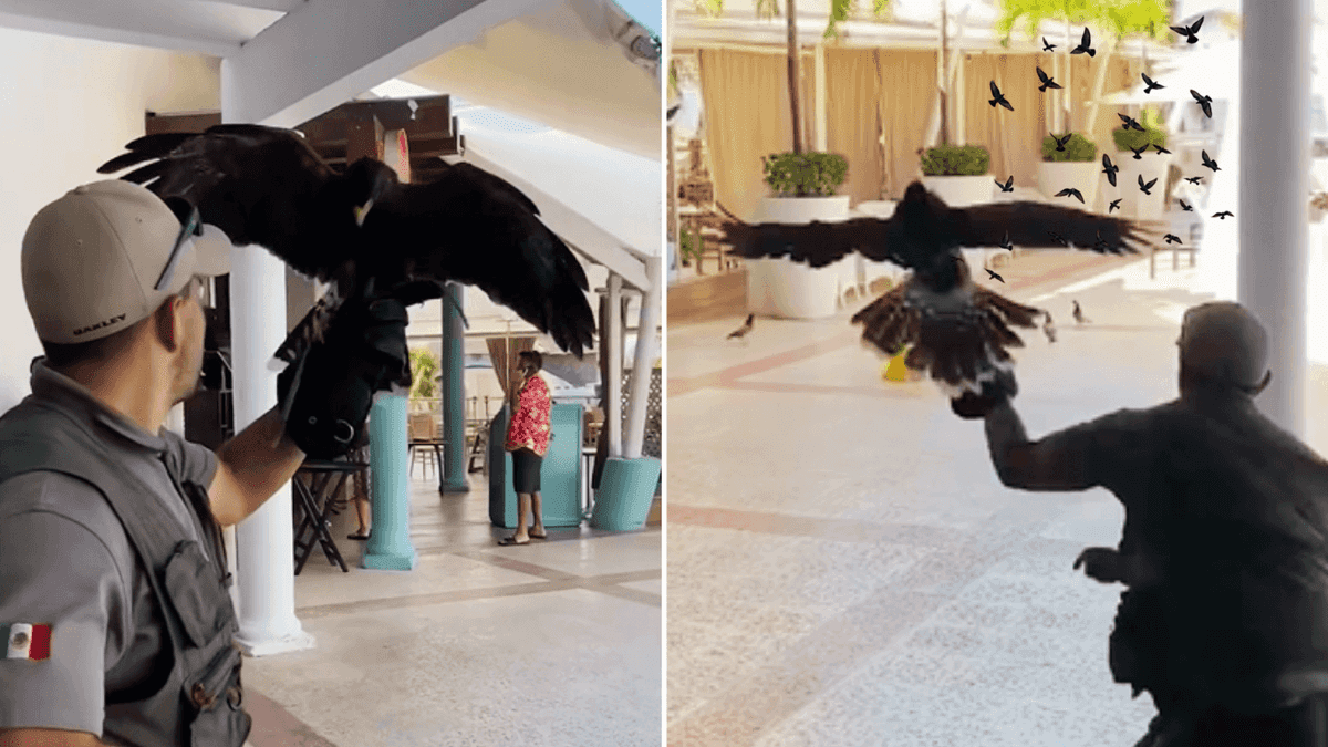 Uso de halcones en hoteles de Cancún: ¿Es legal?