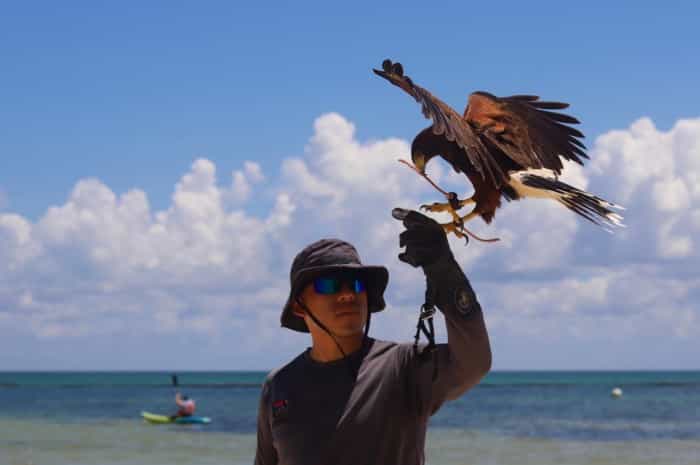 Águilas entrenadas cuidan hoteles de la Riviera Maya