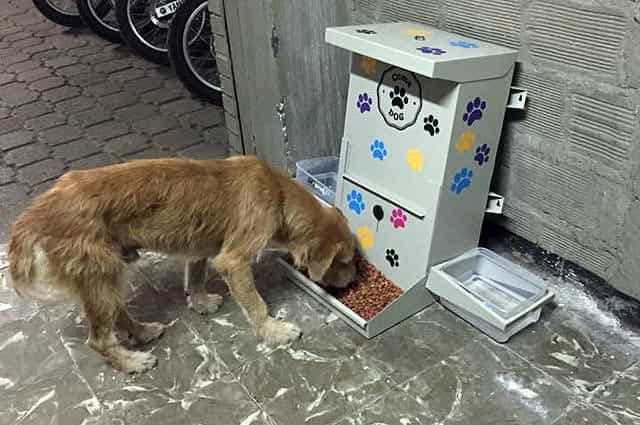 Come Dog, el proyecto que alimentará a los perros callejeros