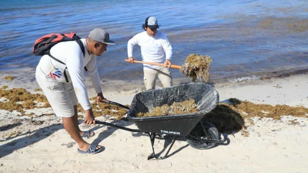 Conoce y consulta el semáforo de sargazo en Playa del Carmen