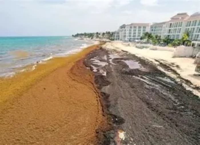 Playa con acumulación de sargazo marrón en la orilla frente a hotel de Playa del Carmen.
