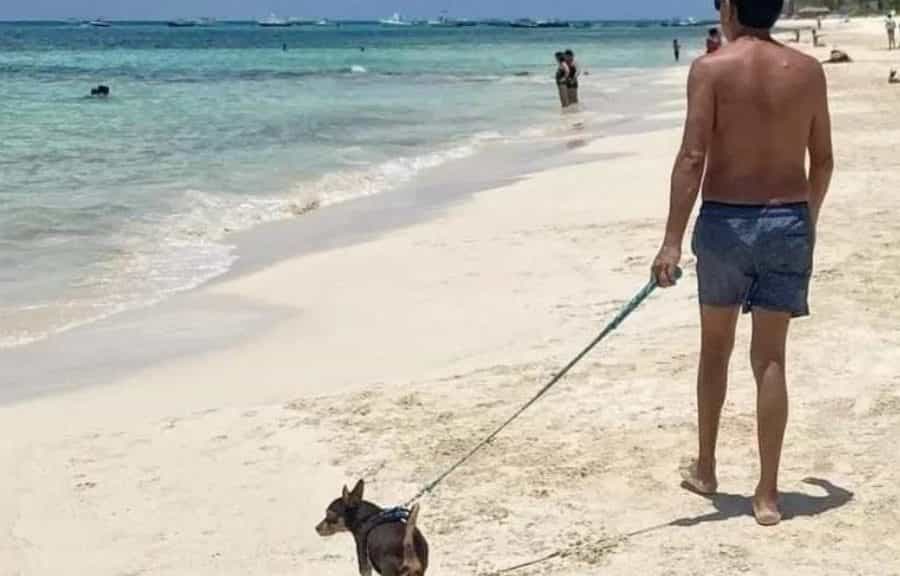 Playa del Carmen opta por ser destino pet friendly
