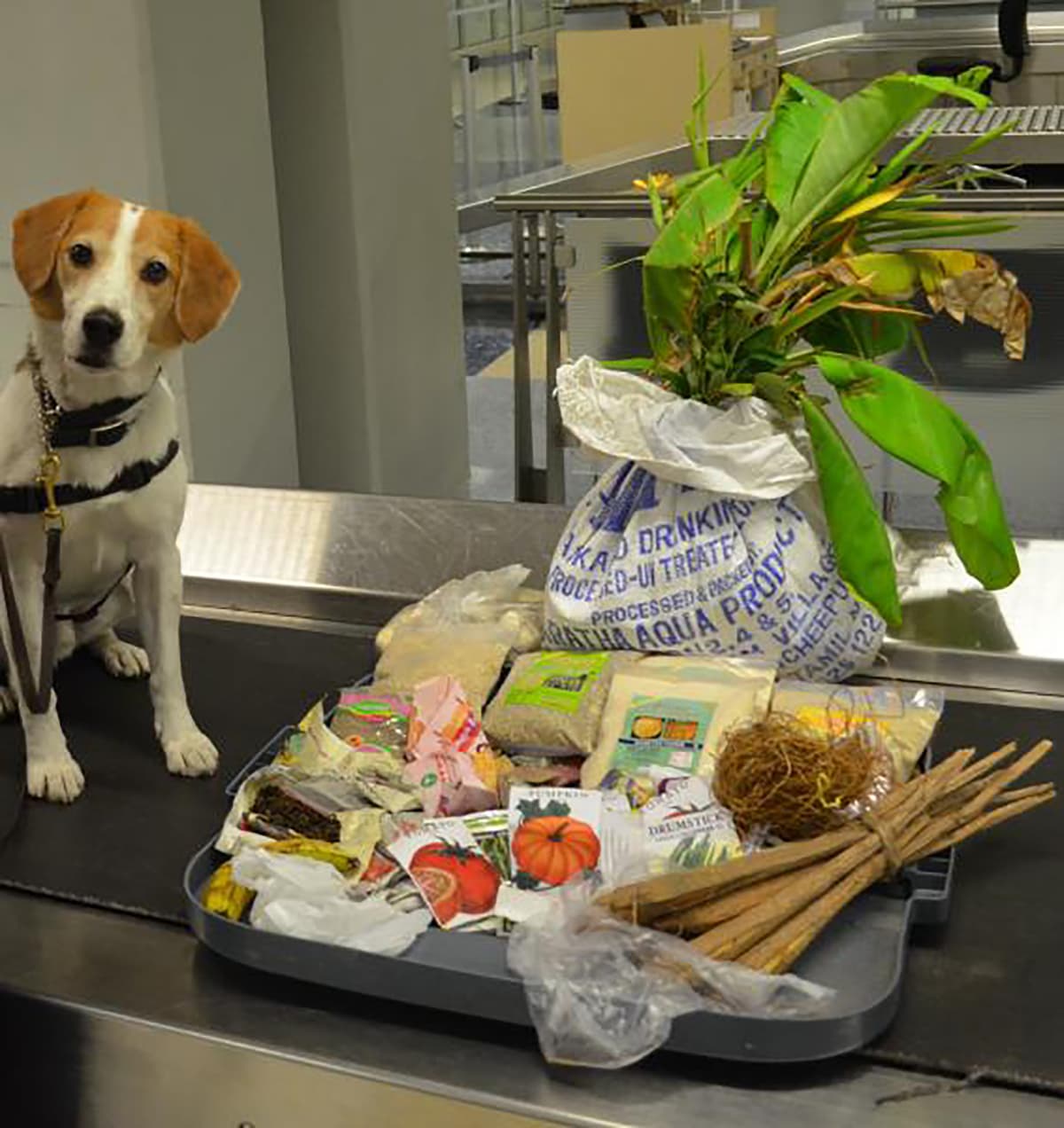 Perro de servicio junto a una bandeja con diversos artículos incluidos semillas, plantas, empaque de agua y otros productos.