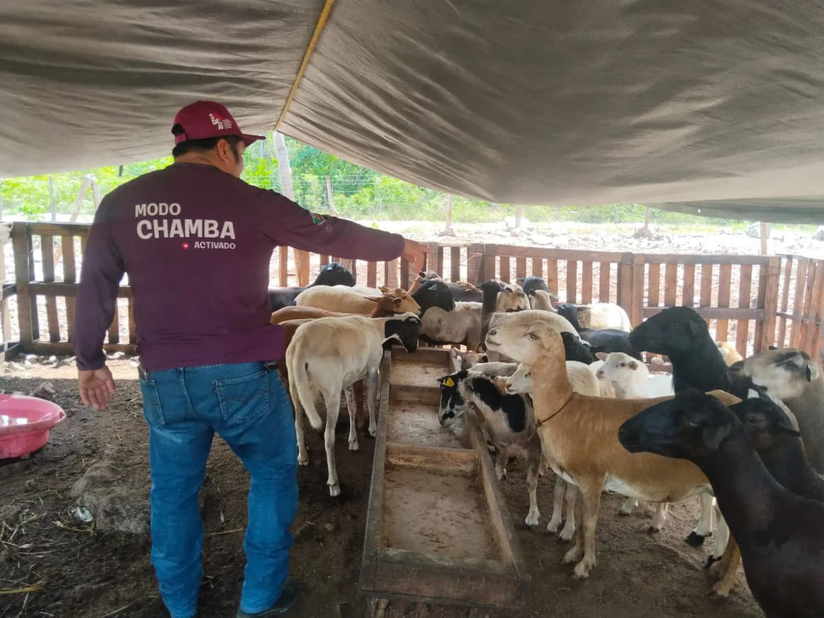 Gobierno de Estefanía Mercado fortalece la actividad pecuaria con atención veterinaria.