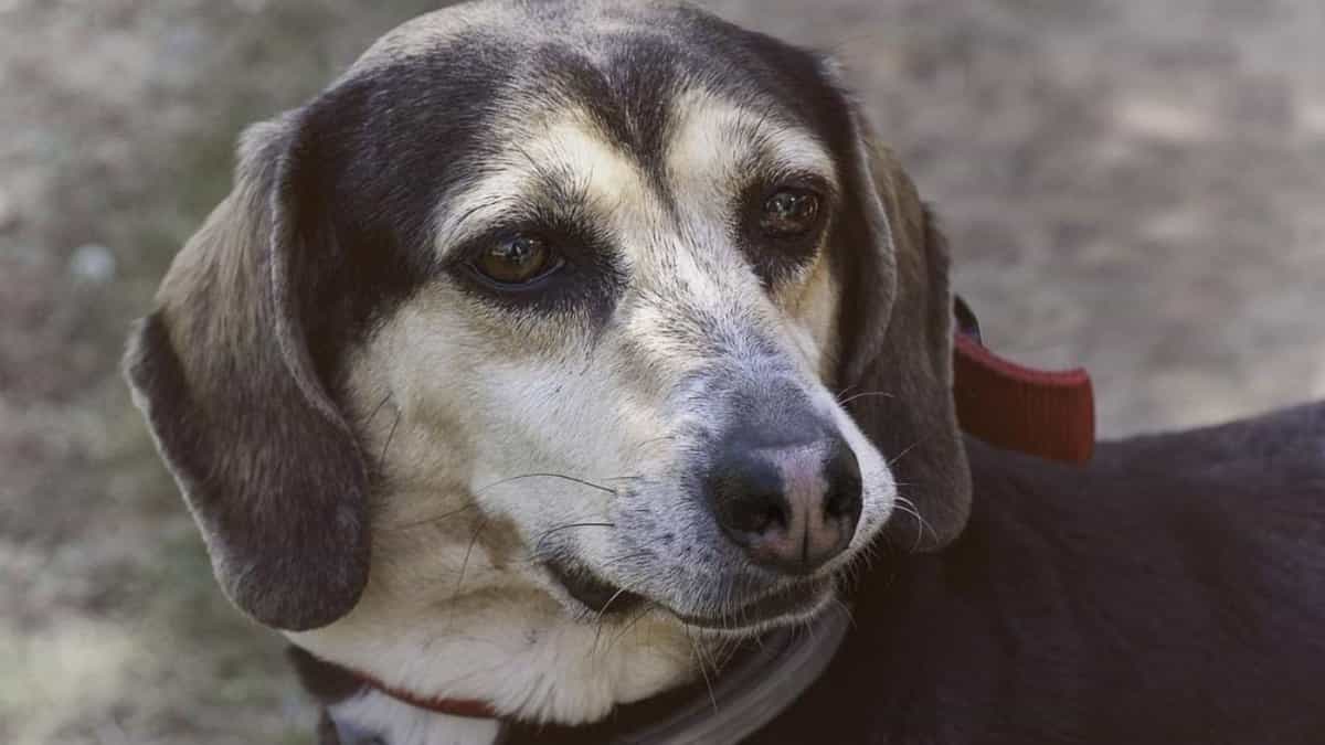 Alertan de perritos drogados en Playa del Carmen