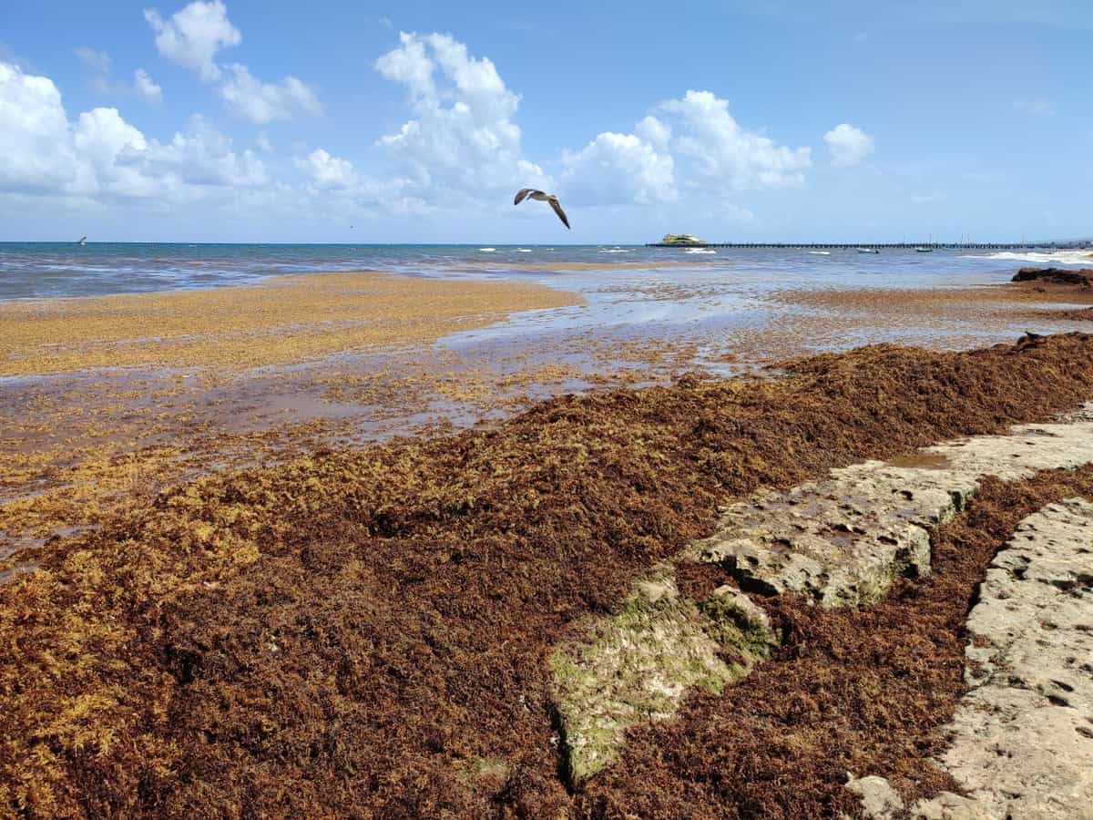 Científicos cubanos vinieron a Playa del Carmen a aprender sobre el manejo del sargazo