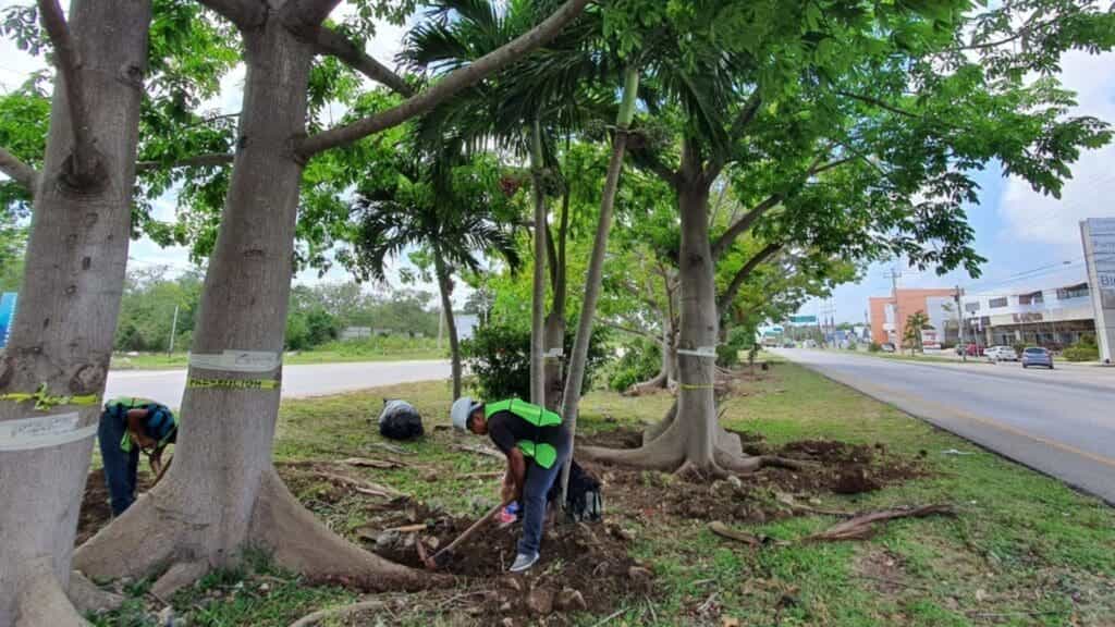 Crece la digitalización de trámites ambientales en Playa del Carmen
