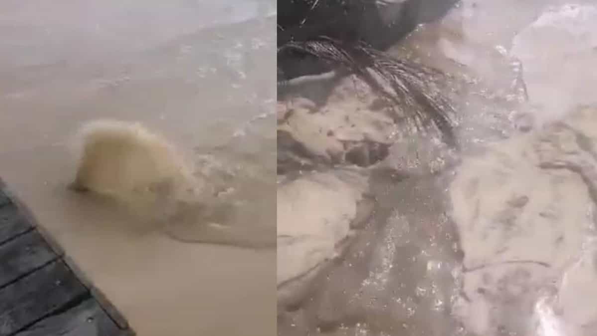 Denuncian rebose de aguas negras en las calles 4 y 6 de Playa del Carmen