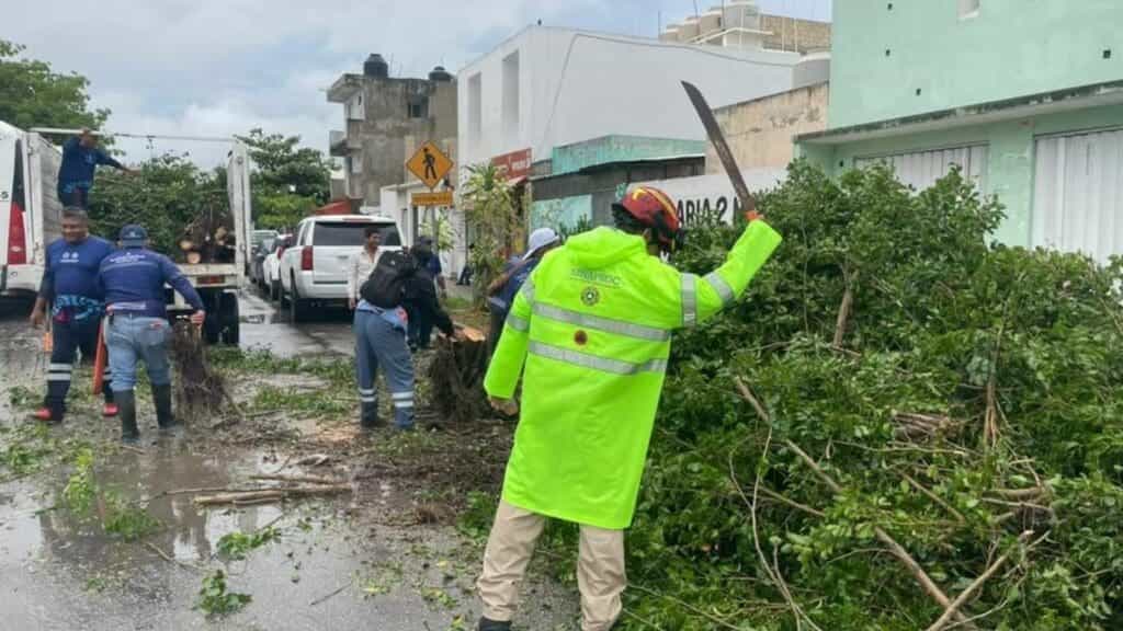 Vialidades abiertas tras activar retiro de 15 árboles derribados