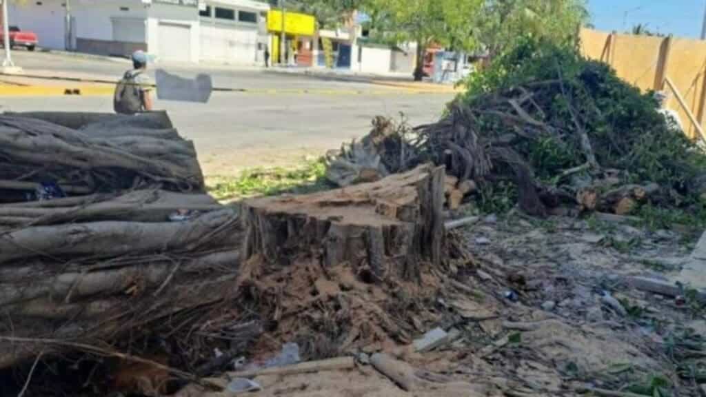 Empresa que taló dos árboles en Playa del Carmen no podrá abrir hasta que cumpla con todas las sanciones