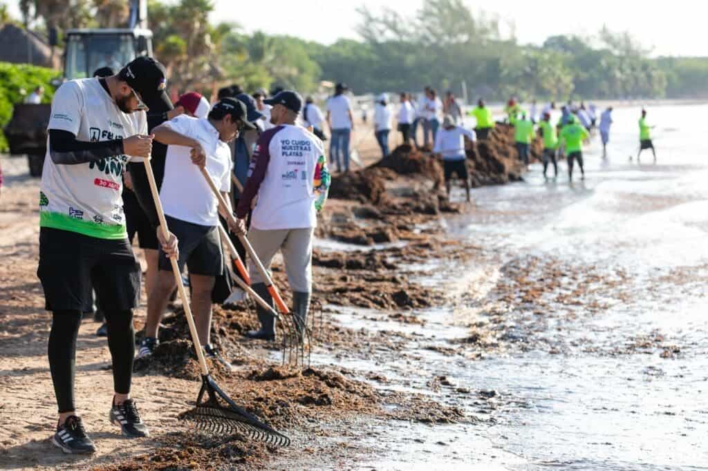 Gobierno de Estefanía Mercado retira más de 19 mil toneladas de sargazo esta temporada en Playa del Carmen