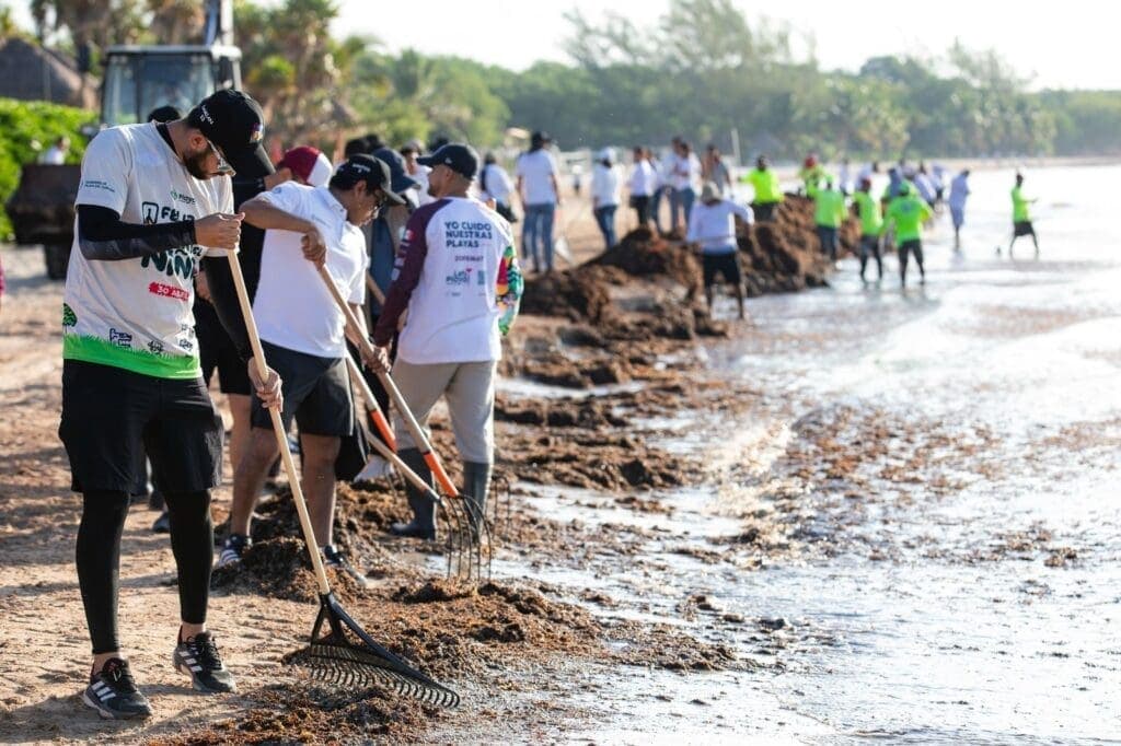 Gobierno de Estefanía Mercado retira más de 19 mil toneladas de sargazo esta temporada en Playa del Carmen