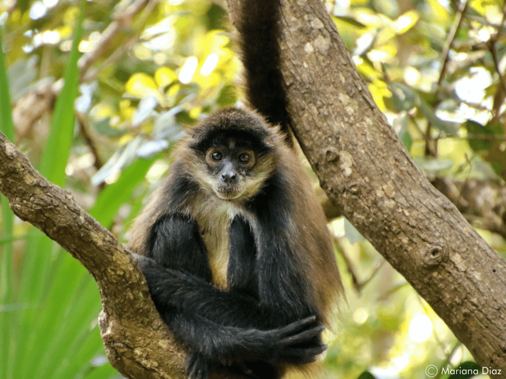 Intensas temperaturas afectan a fauna silvestre de Playa del Carmen